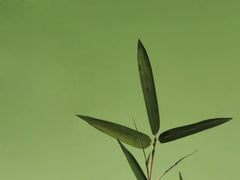 Dive Into Verde Parfume - 3 Flavors
