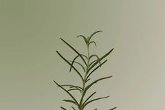 Rosemary Scalp Scaling Shampoo Mini